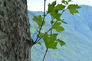 foglie, verde, tronco, corteccia, rami, montagna, albero, macro, platano