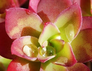 gocce, pianta, verde, petali, macro, grassa, fiore, rosso, goccia, foglie, natura, riflesso, acqua, colori, rosa