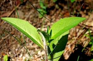 verde, foglie, pianta, erba, natura, marrone, terreno, germogli, stelo, sfocato, foglia