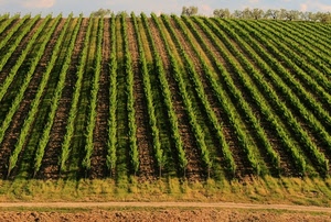 verde, alberi, filari, viti, terra, campo, campagna, coltivazione, piante, linee, collina, parallele, agricoltura, cielo, vigneti, vigneto, sentiero, righe