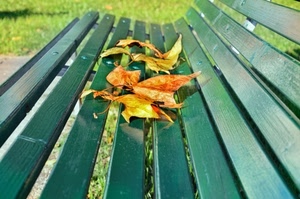 panchina, foglie, verde, autunno, prato, erba, parco, legno