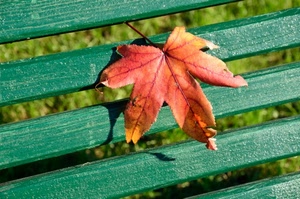 foglia, panchina, verde, autunno, rosso, rossa