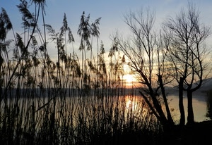 alberi, tramonto, cielo, rami, sole, controluce, acqua, piante, riflesso, lago, nero, alba, nuvole, canne, tronchi, riflessi