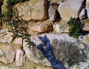 ombra, mano, pietre, mani, sassi, rocce, foglie, muro, piante, dita, edera, ramo, pianta