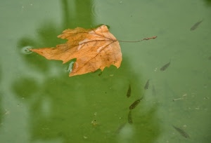 acqua, foglia, pesci, verde, autunno, riflessi, secca