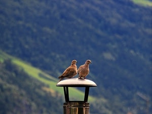 uccelli, due, comignolo, tortore, montagna, camino, piccioni, acciaio, lampione, coppia, animali, sfocato