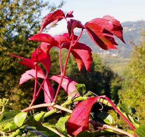 foglie, verde, rosso, alberi, edera, ramo, rami
