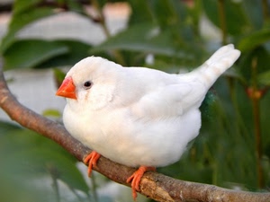uccello, becco, bianco, ramo, zampe, arancione, occhio, volatile, foglie, verde, zampette, piume, arancio