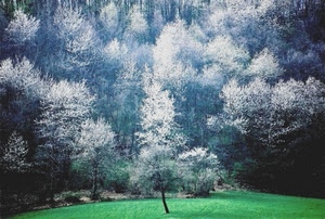 alberi, prato, bosco, primavera, bianco, verde, fioritura, bianchi, fiori, luce