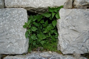 verde, pietre, foglie, muro, erba, grigio, sassi, pietra, natura, muretto, buco, massi, pianta