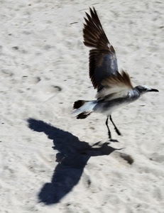 ali, ombra, uccello, sabbia, volo, piume, becco