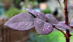 gocce, foglie, spine, ragnatela, acqua, ramo, rosa, rugiada