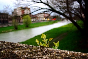 muro, fiume, foglie, verde, albero, sfocato, piantina, sfocatura, rami, case