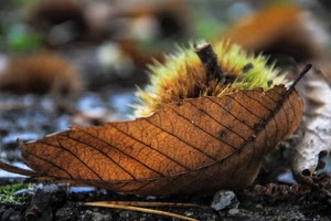 foglia, autunno, marrone, riccio, castagna, secca, macro, bosco
