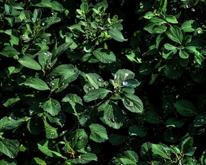 verde, gocce, foglie, acqua, natura, cespuglio, pianta, foglia, piante