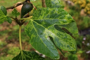 verde, fico, foglia, frutto, foglie, albero, gocce, ramo, venature, natura, frutta, rami, pianta