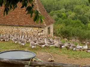 oche, verde, tetto, alberi, acqua, casa, animali, foglie, tegole, uccelli, piante, erba, pietre, grigio, legno, rami