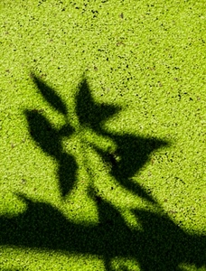 ombra, verde, foglie, erba, ramo, prato, pianta, nero, ombre, astratto, foglia