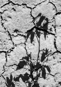 ombra, crepe, foglie, bianconero, pianta, terra, secco, muro, ombre, terreno