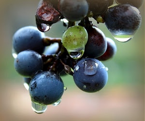 uva, gocce, acini, acqua, grappolo, sfocato, frutta, macro, rugiada, pioggia, viola, nero, verde, chicchi, nera