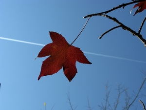 foglia, scia, cielo, rami, autunno, ramo, azzurro, rosso, marrone