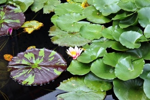acqua, foglie, verde, fiore, ninfee, fiori, stagno, ninfea, petali, loto