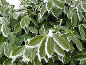 foglie, verde, bianco, gelo, brina, inverno, verdi, natura, albero, neve, pianta