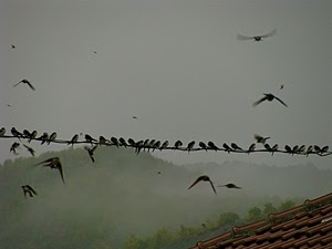 uccelli, tetto, filo, nebbia, ali, tegole, rondini, cielo, alberi, verde, foschia, animali, volare, grigio, colline, cavo