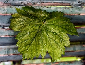 foglia, verde, gocce, legno, rugiada, acqua, pioggia, venature
