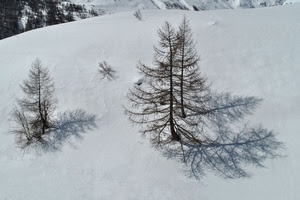 neve, alberi, ombre, bianco, montagna, inverno, ombra, rami, pini