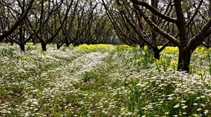 fiori, alberi, prato, bianco, rami, primavera, frutteto, giallo