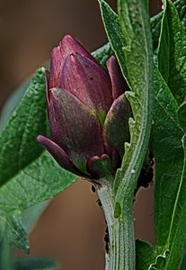 carciofo, foglie, verde, gambo, viola, rosso, verdura, macro, spine, fiore, ortaggio, pianta, sfocato, cibo, petali