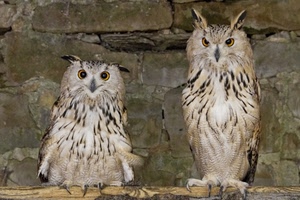 gufi, uccelli, due, occhi, piume, animali, artigli, civette, gufo, rapaci