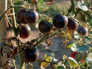 foglie, verde, pomodori, pianta, verdura, grappolo, orto, rami, acini, nero, rosso, sfocato, frutta, agricoltura, vegetazione, bacche, sfere, frutti