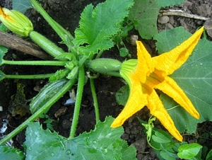 foglie, giallo, verde, zucchine, fiore, terra, pianta, fiori, zucca, verdura, ortaggi, petali, bocciolo, zucchina, natura, macro