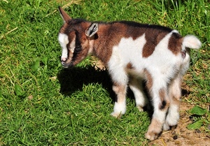 erba, bianco, marrone, verde, orecchie, capretta, zampe, coda, animale, pelo, cucciolo, capra, prato, codino, quadrupede, capretto, muso, ombra