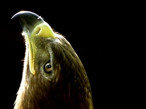becco, aquila, uccello, rapace, occhio, occhi, piume, nero