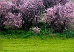 alberi, verde, fiori, prato, rosa, primavera, erba, piante, frutta, natura, fioritura