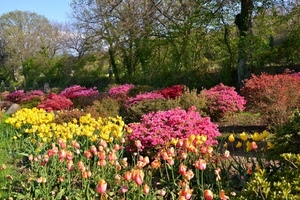 fiori, alberi, giardino, tulipani, giallo, rosa, piante, verde, colori, azalea