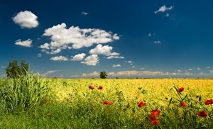 nuvole, papaveri, cielo, giallo, fiori, rosso, campo, primavera, prato, azzurro, campagna, verde, erba, colza, bianco