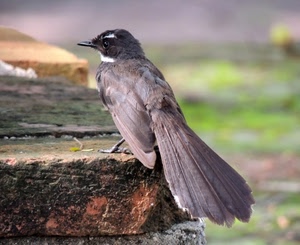 piume, uccello, coda, becco, volatile, ali, passero, pietra, sfocato