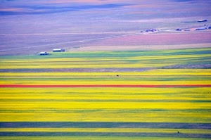 giallo, colori, campi, rosso, campagna, pianura, cascine, verde, panorama, paesaggio, case