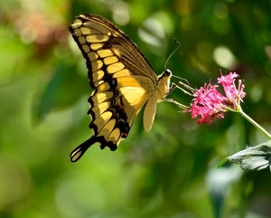 fiore, farfalla, ali, giallo, macro, sfocato, gialla, verde, nero, rosa, nera, insetto