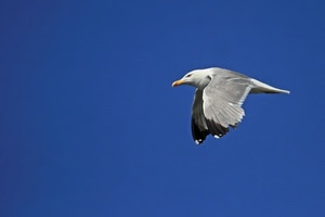 gabbiano, ali, uccello, cielo, volo, becco, azzurro, volatile, animale, bianco