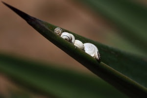 verde, lumache, sfocato, foglia, chiocciole, bianco, macro, pianta, foglie, punta, spirale