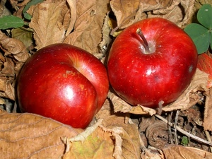 foglie, mele, rosso, due, rosse, autunno, frutta, picciolo, cibo, secche