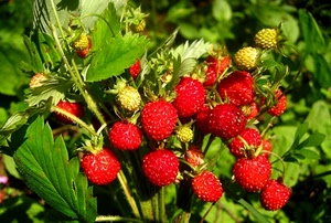 rosso, verde, fragole, foglie, bosco, fragoline, frutti, mature