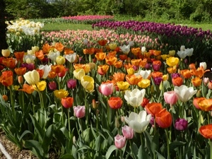 tulipani, fiori, colori, giardino, primavera, petali, foglie, verde, fioritura, multicolore