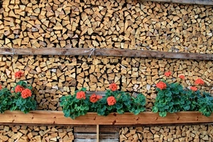 fiori, verde, legna, rosso, catasta, gerani, foglie, legno, marrone, piante, vasi, assi