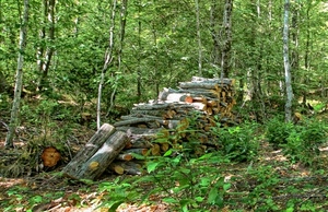 alberi, verde, tronchi, foglie, bosco, legna, catasta, rami, piante, segatura, legno